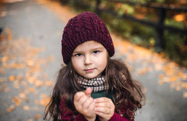 A portrait of a small toddler girl standing in forest in autumn nature, looking at camera. - HPIF27425