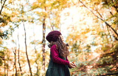 A low angle view of a small toddler girl standing in forest in autumn nature, holding leaves. - HPIF27432