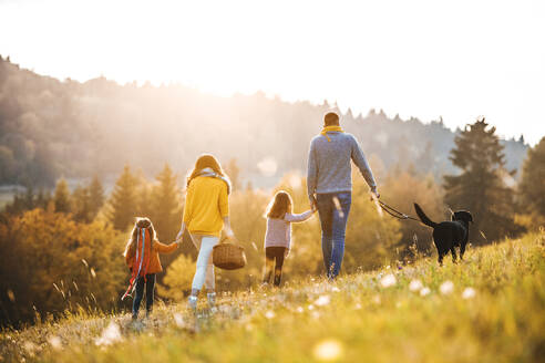 Eine Rückansicht einer jungen Familie mit zwei kleinen Kindern und einem Hund bei einem Spaziergang in der herbstlichen Natur. - HPIF27520