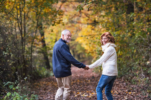 Ein älteres Ehepaar, das in der herbstlichen Natur spazieren geht, sich an den Händen hält und zurückblickt, Rückansicht. - HPIF27568