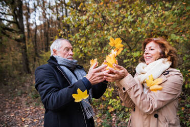 Älteres Paar auf einem Spaziergang in einem Wald in einer herbstlichen Natur, gelbe Blätter werfend. - HPIF27577