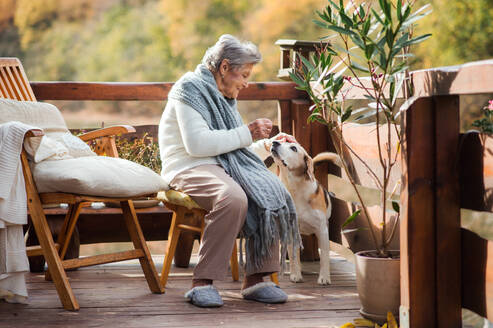 An elderly woman sitting outdoors on a terrace on a sunny day in autumn, playing with a dog. - HPIF27609