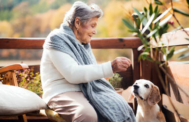 Eine ältere Frau sitzt an einem sonnigen Herbsttag im Freien auf einer Terrasse und spielt mit einem Hund. - HPIF27610