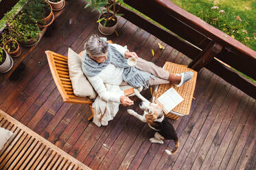 Draufsicht auf eine ältere Frau mit einer Tasse Tee oder Kaffee, die an einem sonnigen Herbsttag im Freien auf einer Terrasse sitzt und mit einem Hund spielt. - HPIF27624