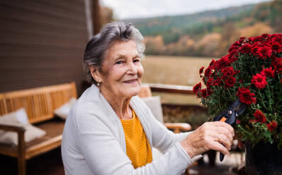 Eine ältere Frau mit Chrysanthemenblüten im Freien auf einer Terrasse an einem sonnigen Herbsttag. - HPIF27637