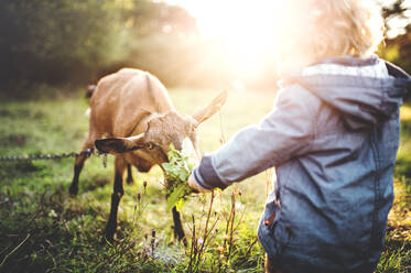 Ein nicht erkennbarer kleiner Junge im Kleinkindalter füttert eine Ziege auf einer Wiese bei Sonnenuntergang, Rückansicht. - HPIF28344