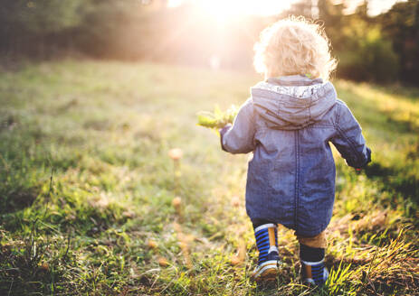Ein kleiner Junge im Kleinkindalter, der bei Sonnenuntergang auf einer Wiese spazieren geht, Rückansicht, Raum kopieren. - HPIF28346