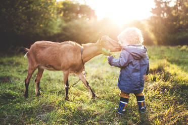 Ein kleiner Junge im Kleinkindalter füttert eine Ziege auf einer Wiese bei Sonnenuntergang, Rückansicht. - HPIF28348