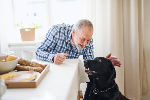 A happy senior man with a pet dog sitting at the table at home, having breakfast. - HPIF28870