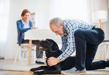 Ein glückliches Seniorenpaar, das zu Hause mit seinem Hund spielt. - HPIF28872