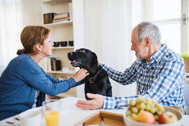 Ein glückliches älteres Ehepaar mit einem Hund, das zu Hause am Tisch sitzt und frühstückt. - HPIF28879