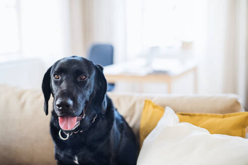 Ein schwarzer Hund, der zu Hause auf einem Sofa sitzt. Platz kopieren. - HPIF28892