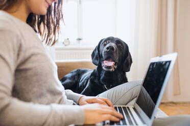 Ein unkenntlich gemachtes Teenager-Mädchen mit einem Hund, das auf einem Sofa in einem Haus sitzt und an einem Laptop arbeitet. - HPIF28910