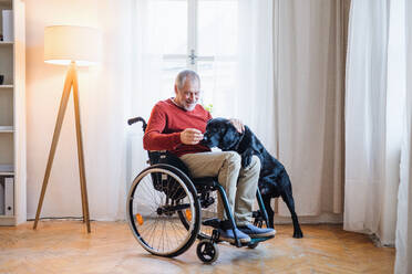 Ein behinderter älterer Mann im Rollstuhl, der zu Hause mit seinem Hund spielt. Platz kopieren. - HPIF28914