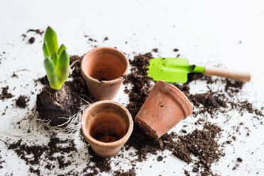 Frühling und Pflanzung Sämlinge flach legen. Gartenarbeit Zusammensetzung. Draufsicht. - HPIF28935