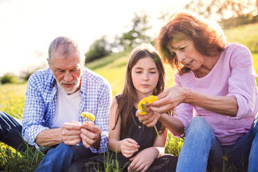 A senior couple with granddaughter outside in spring nature, making a dandelion wreath. - HPIF28957