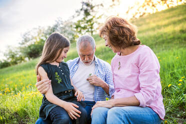 Älteres Ehepaar mit Enkelin draußen in der frühlingshaften Natur, die sich im Gras entspannen und Spaß haben. - HPIF28964