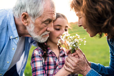 A happy small girl with her senior grandparents smelling flowers outside. Sunset in spring nature. Close up. - HPIF29040