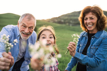 Ein glückliches kleines Mädchen mit ihren älteren Großeltern, die draußen Blumen halten. Sonnenuntergang im Frühling in der Natur. Nahaufnahme. - HPIF29042