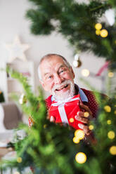 Ein Porträt eines fröhlichen älteren Mannes, der am Weihnachtsbaum steht und ein Geschenk in einer verpackten Schachtel hält. - HPIF29301