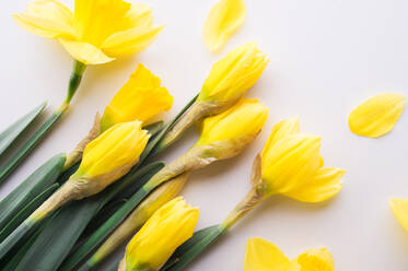 Ein Strauß gelber Blumen auf weißem Hintergrund, Studioaufnahme, flach gelegt. - HPIF30426