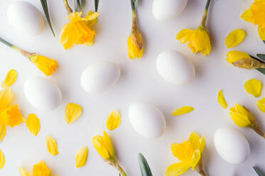 Gelbe Blumen und Ostereier auf weißem Hintergrund, Studioaufnahme, Frühlingsflachbild. - HPIF30427