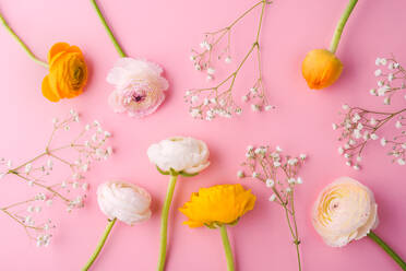 Bunte Blumen auf einem rosa Hintergrund. Studioaufnahme. Ostern und Frühling flat lay. - HPIF30434