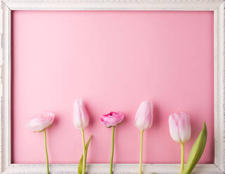 Rosafarbene Blumen auf rosafarbenem Hintergrund, Studioaufnahme, flach gelegt, Kopierraum. - HPIF30435