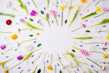 Blumen auf weißem Hintergrund, Studioaufnahme, Oster- und Frühlingsflachbild, Kopierraum. - HPIF30440