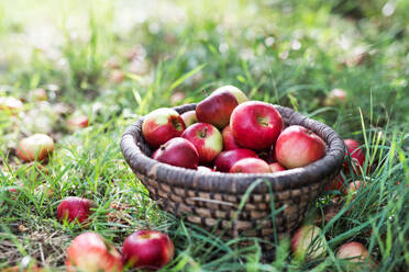 Rote Äpfel in einem Weidenkorb auf dem Boden eines Obstgartens. - HPIF30638