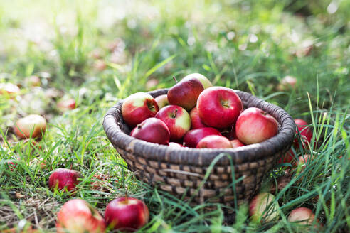 Red apples in wicker basket on the ground in orchard. - HPIF30638