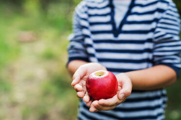 An unrecognizable small boy holding an apple in orchard. Copy space. - HPIF30639