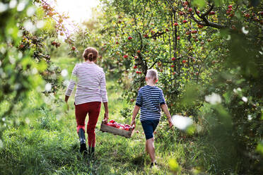 Rückansicht einer älteren Großmutter mit einem Enkel, der eine Holzkiste mit Äpfeln in einem Obstgarten trägt. - HPIF30640