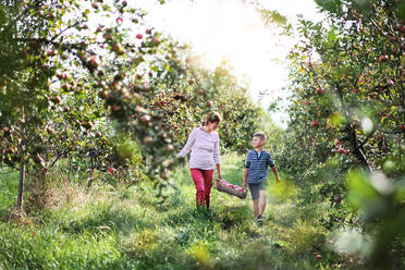 Eine ältere Großmutter mit einem Enkel, der eine Holzkiste mit Äpfeln in einem Obstgarten trägt. - HPIF30641
