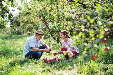 Ein glückliches älteres Paar pflückt im Herbst Äpfel im Obstgarten. - HPIF30642