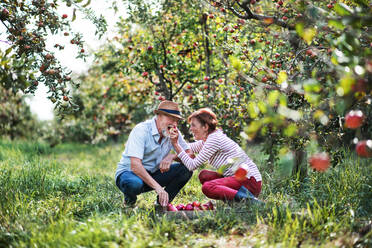 Ein glückliches älteres Paar, das im Herbst im Obstgarten Äpfel pflückt und Spaß hat. - HPIF30643