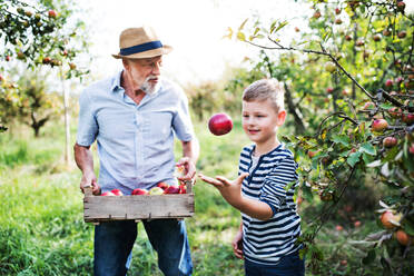Ein älterer Mann mit seinem kleinen Enkel pflückt im Herbst Äpfel im Obstgarten. - HPIF30644