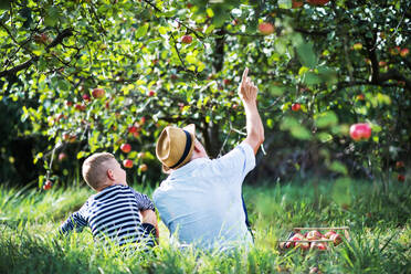 Rückansicht eines älteren Großvaters mit einem Enkel, der im Gras eines Obstgartens sitzt und sich unterhält. - HPIF30646