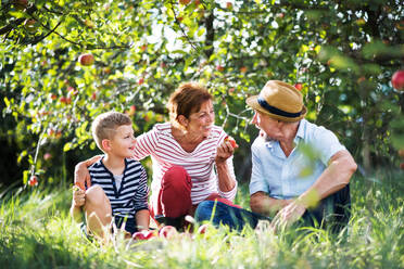 A senior couple with small grandson in apple orchard sitting on grass, eating apples. - HPIF30648