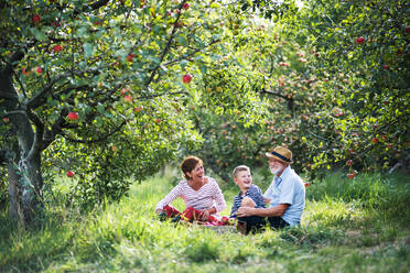 Ein älteres Ehepaar mit einem kleinen Enkel sitzt lachend auf einer Wiese im Apfelgarten. - HPIF30649