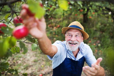 Ein glücklicher älterer Mann pflückt Äpfel in einem Obstgarten im Herbst. - HPIF30650