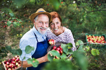 Ein glückliches älteres Paar pflückt im Herbst Äpfel im Obstgarten. - HPIF30651