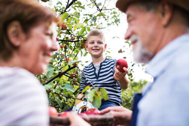 Nahaufnahme eines älteren Paares mit einem kleinen Enkel, das im Obstgarten Äpfel pflückt. - HPIF30653