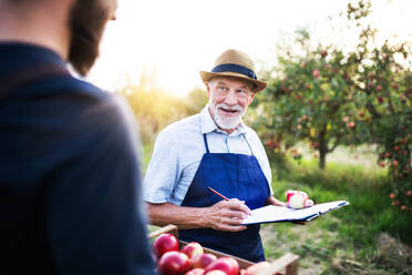 Ein älterer Mann mit einem nicht erkennbaren Sohn pflückt im Herbst Äpfel in einem Obstgarten. - HPIF30654