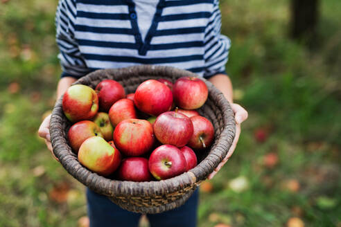 An unrecognizable small boy holding a basket full of apples in orchard. Copy space. - HPIF30830