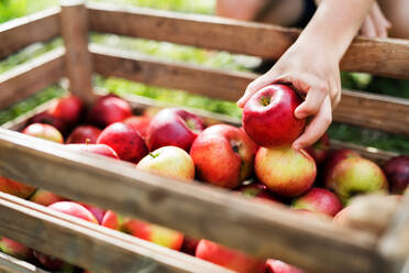 A close-up of a child's hand putting an apple in a wooden box in orchard. - HPIF30831