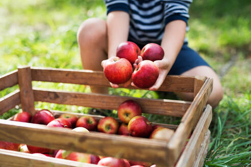 An unrecognizable small boy putting apples in a wooden box in orchard. - HPIF30832