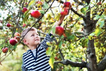 A small boy in striped T-shirt picking apples in orchard. - HPIF30833