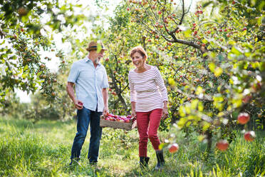 A laughing senior couple carrying a wooden box full of apples in orchard in autumn. - HPIF30835
