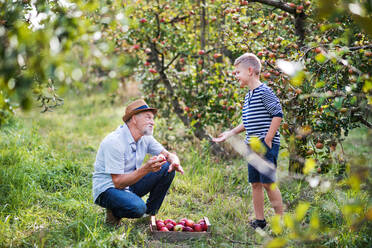 A senior man with small grandson picking apples in orchard in autumn. - HPIF30836